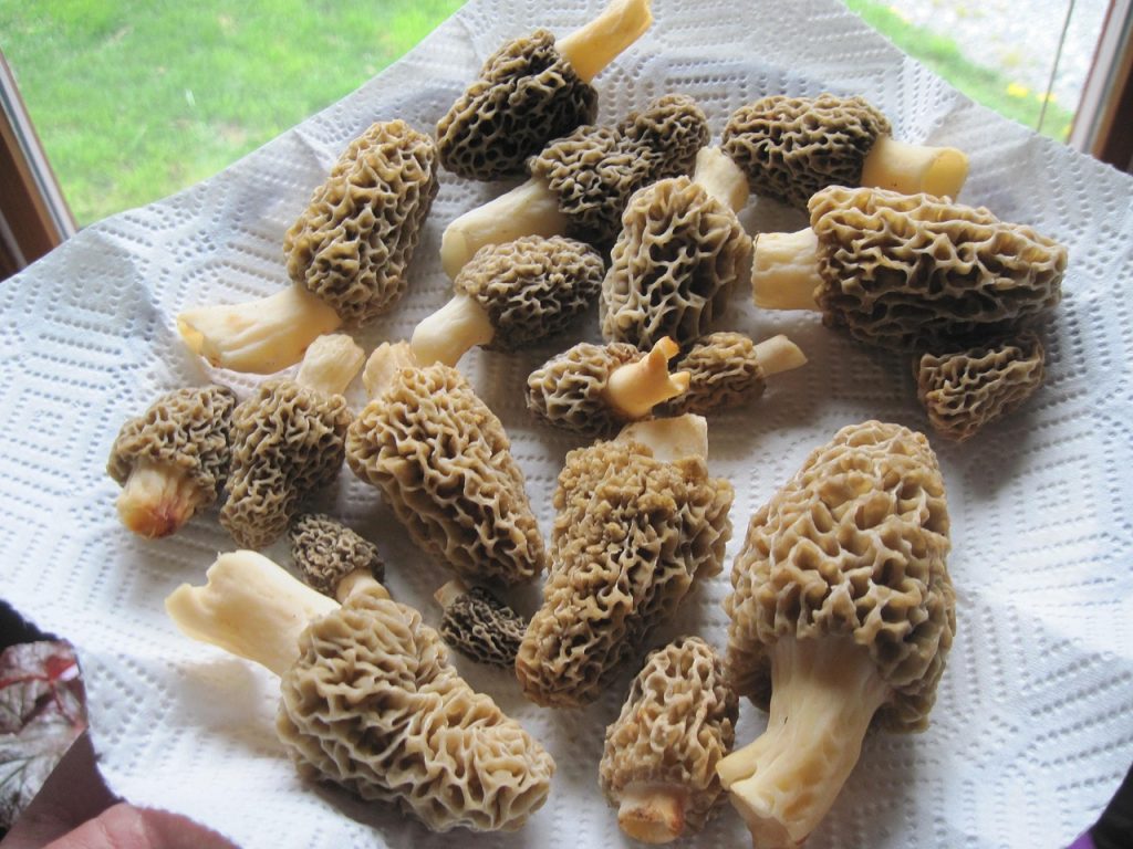 Guide to different types of morel mushrooms for safe morel mushroom foraging. Guide to different types of morel mushrooms for safe morel mushroom foraging.