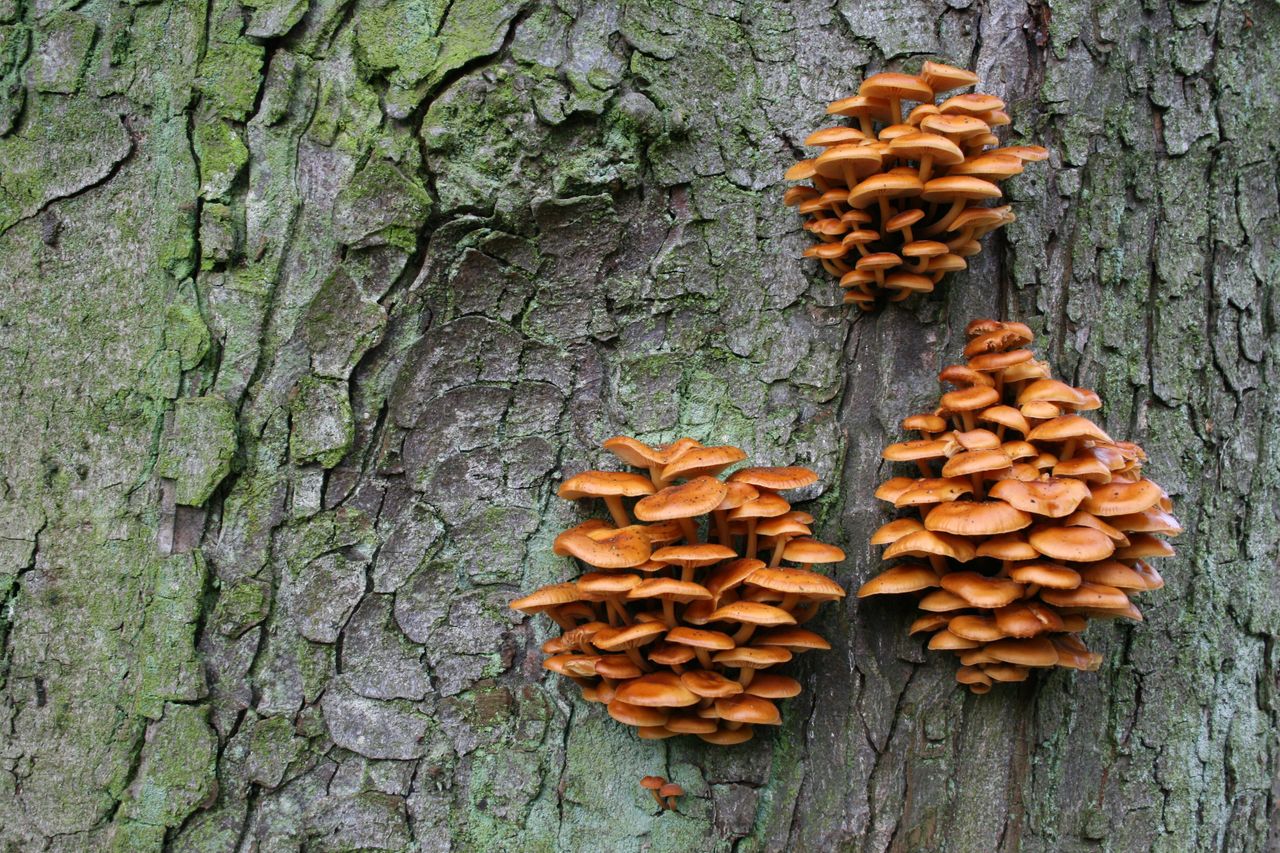 gallery-3 Clusters of orange mushrooms growing on a green bark tree trunk outdoors.