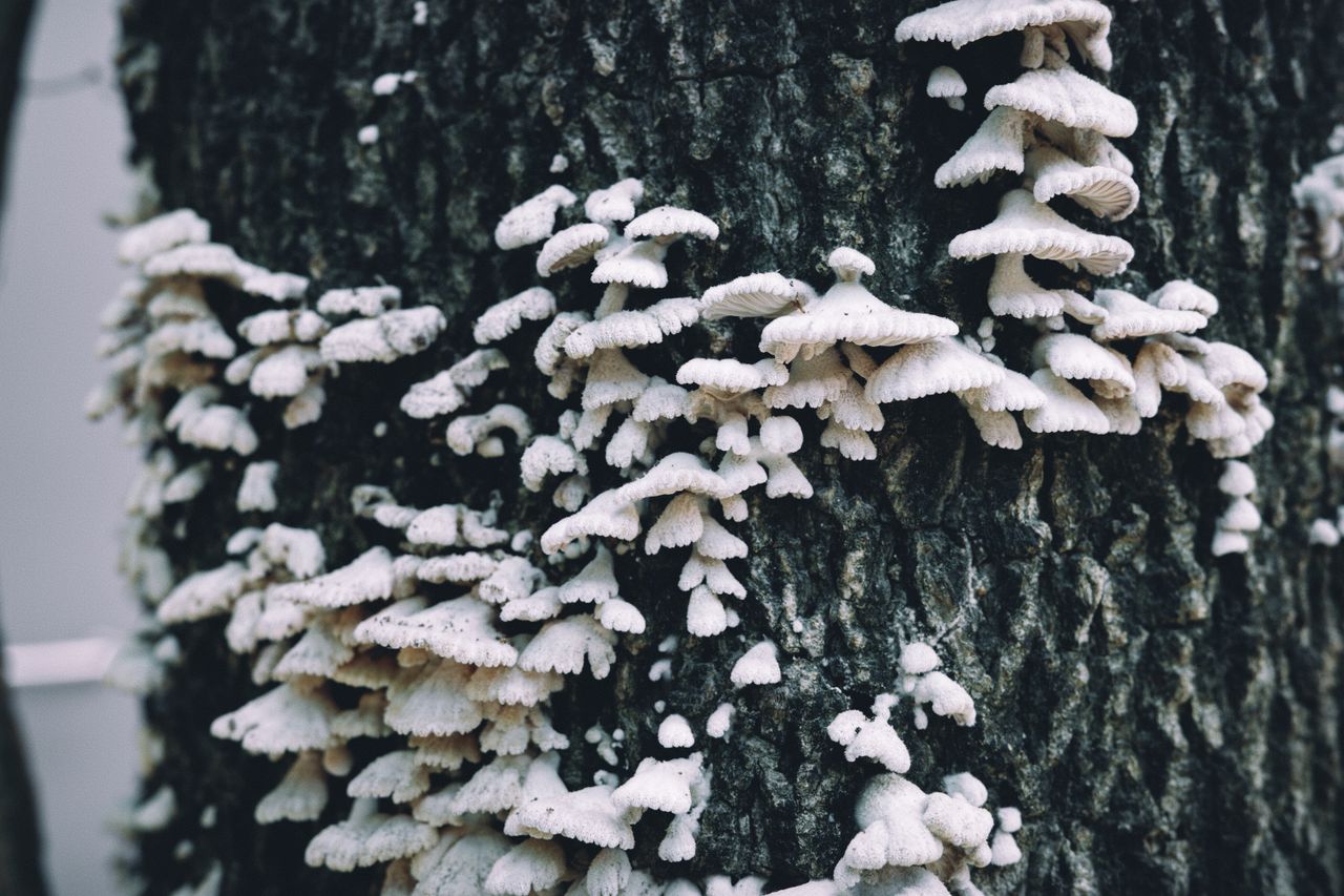 gallery-4 Close-up of white fungi clusters growing on a tree trunk in natural outdoor setting.
