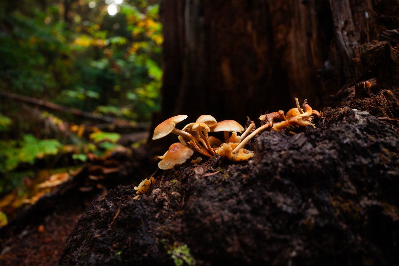 gallery-2 Wild mushrooms growing on a forest floor in autumn, surrounded by vibrant foliage.