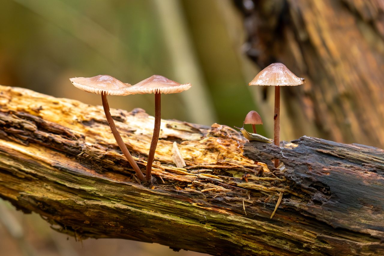 services-03 Close-up of mushrooms growing on a decaying log, showcasing natural fungi in their woodland habitat.