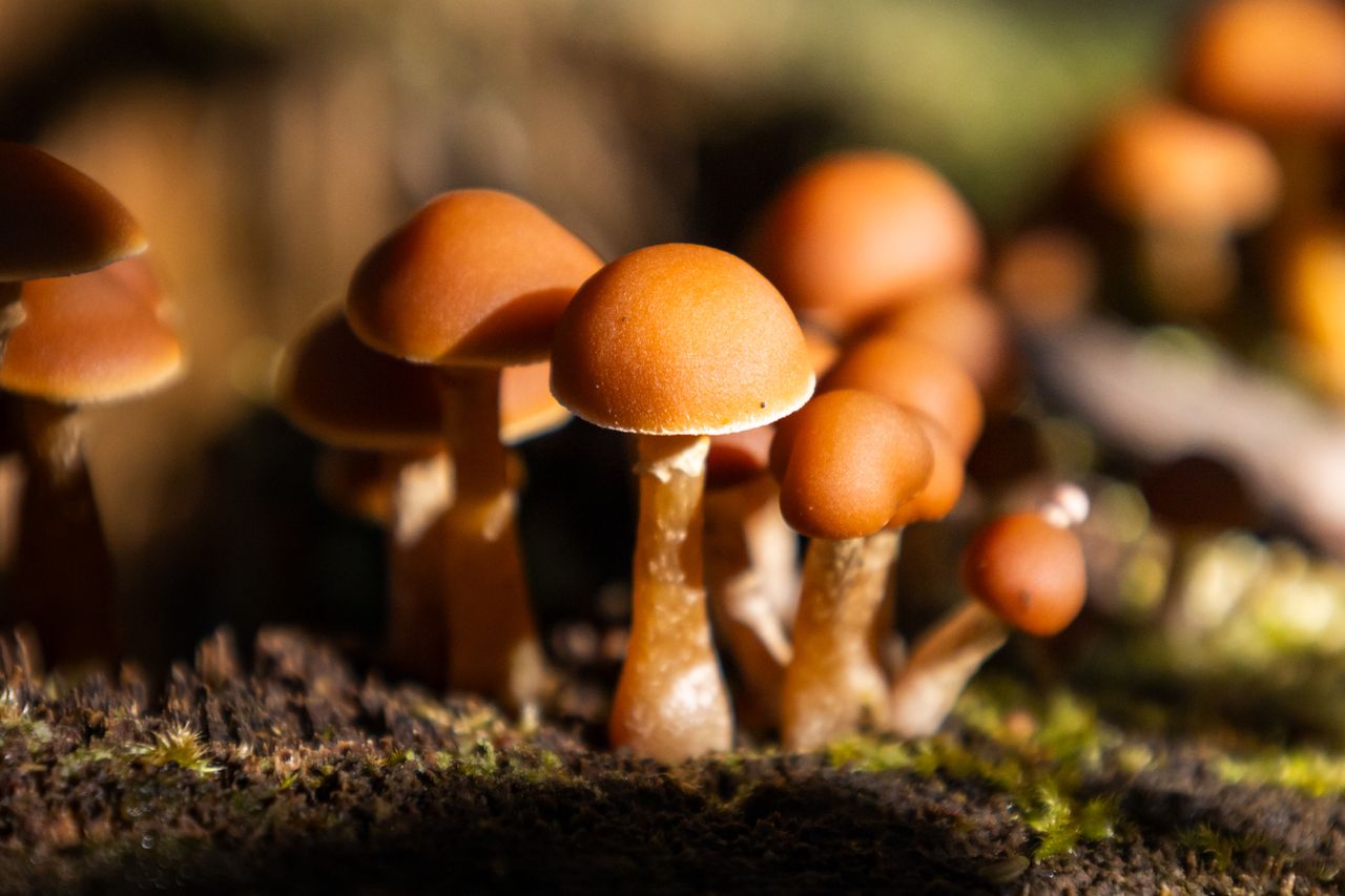 services-01 Detailed close-up of brown mushrooms growing naturally on forest floor.