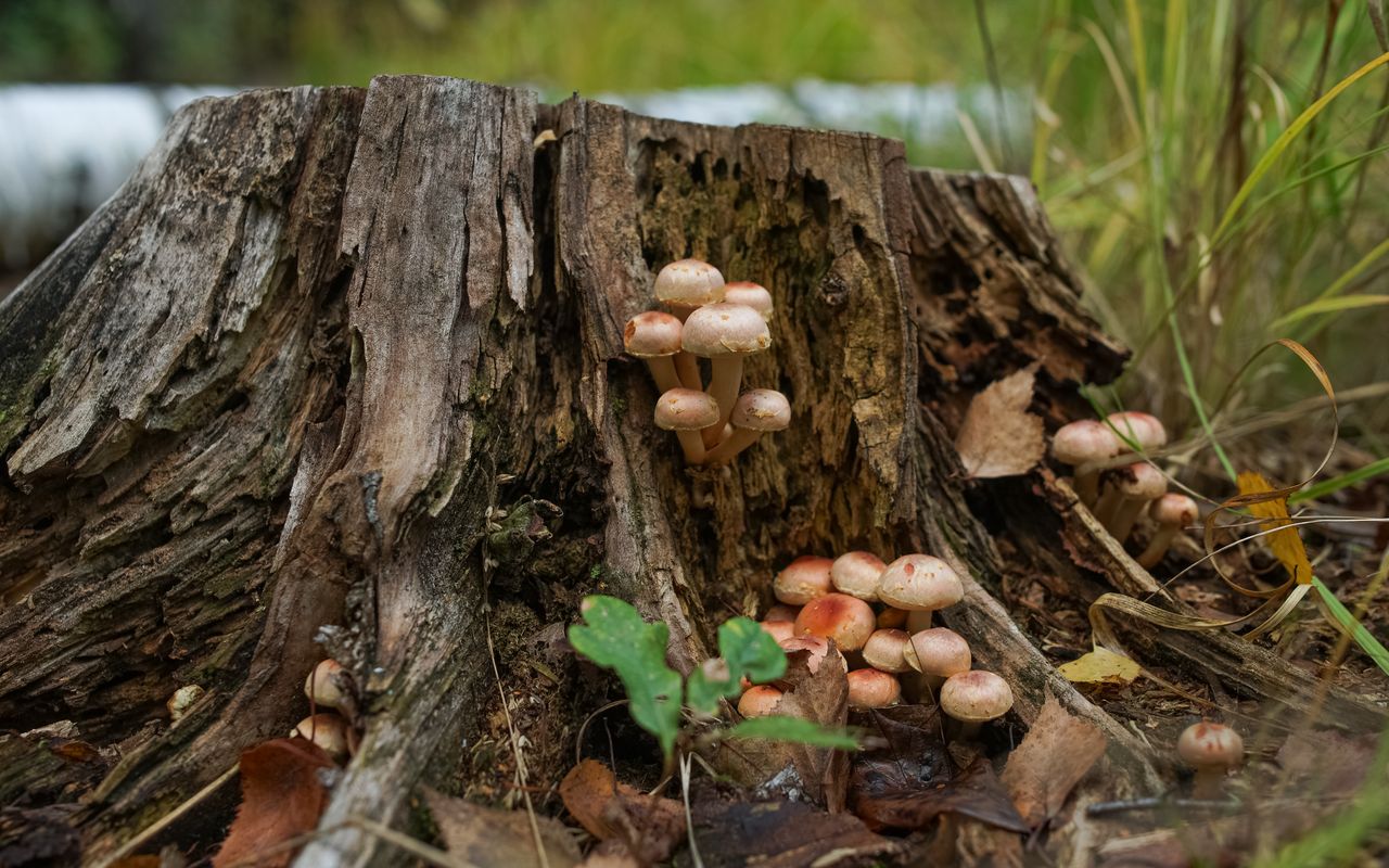 why-choose-us Close-up of delicate mushrooms growing on a tree stump in an autumn forest setting, Wrzosy, Poland.