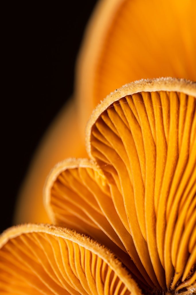 pexels photo 35280935 35280935 mushroom gill structure identification features fungal anatomy mycology compendium