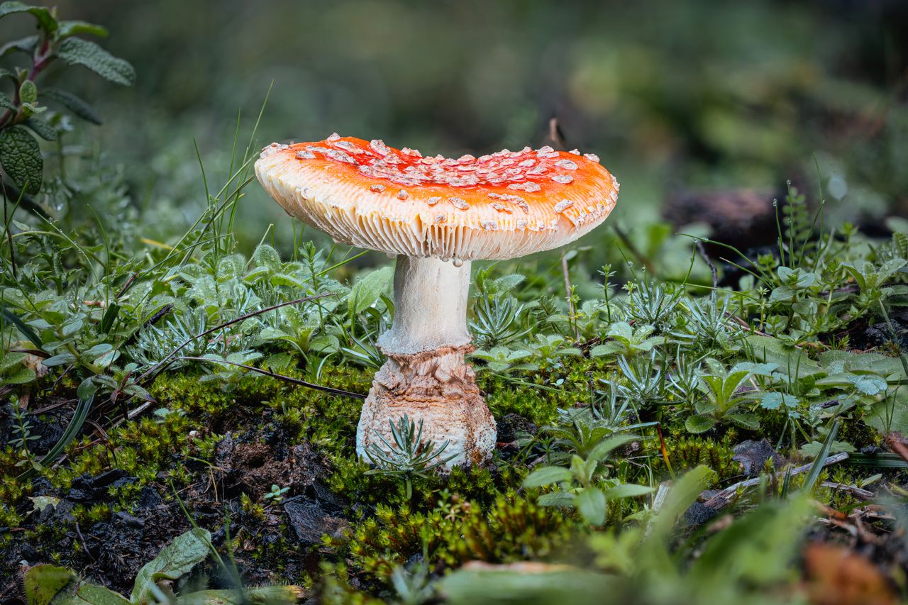 about-01 Close-up of a red Amanita muscaria mushroom on a lush forest floor.