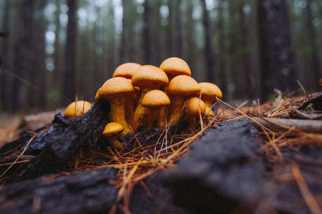 services-02 A group of vibrant orange mushrooms growing on forest floor amidst pine needles.
