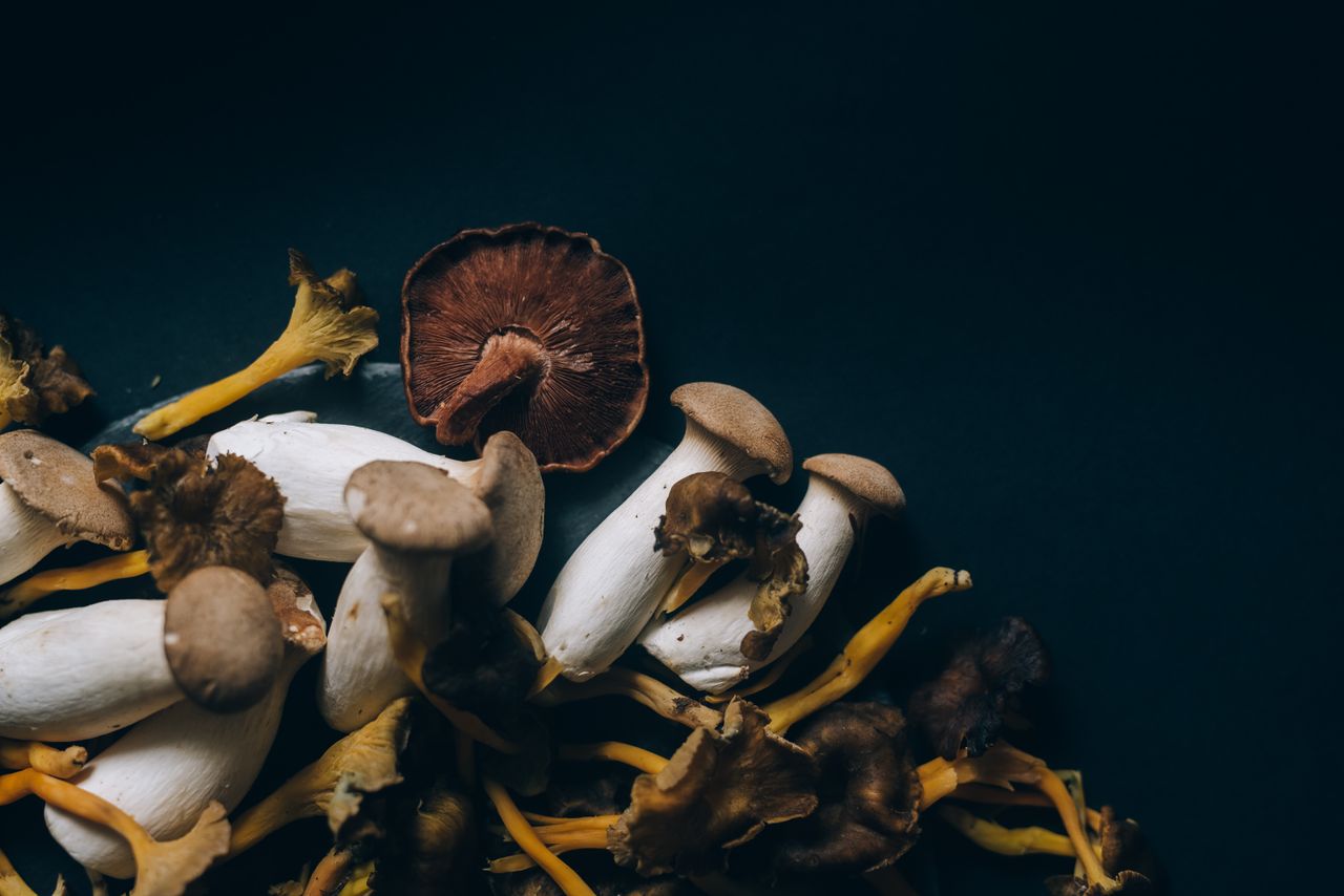 The Art of Drawing Readers In: Your attractive post title goes here A close-up of assorted wild mushrooms on a dark background, showcasing natural textures and colors.