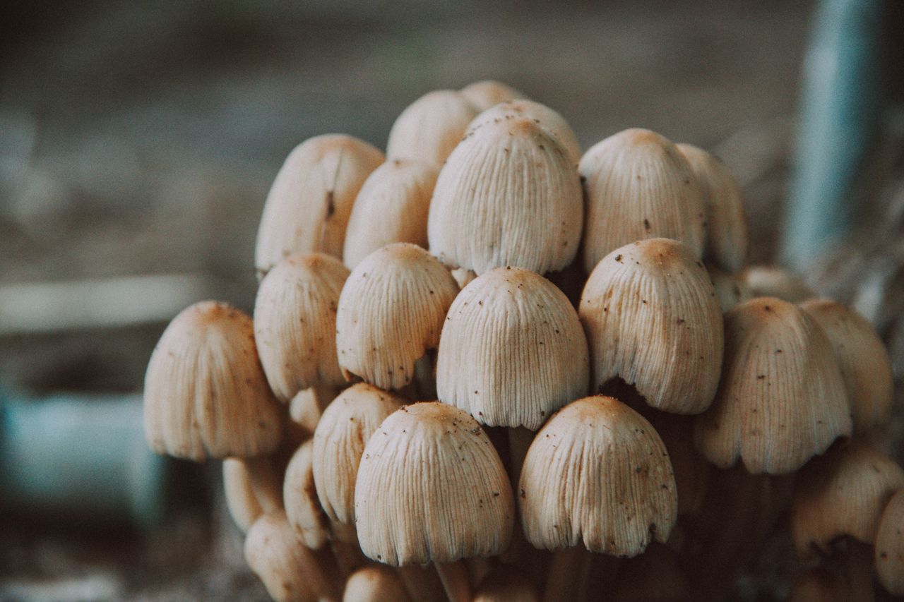 gallery-1 Detailed view of a cluster of mushrooms, highlighting texture and growth characteristics.